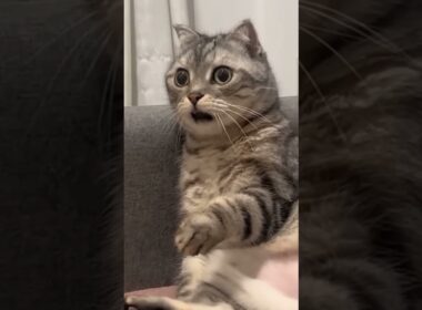 猫ミームで有名なこの猫の衝撃の事実…#猫ミーム#元ネタ#猫meme #memes #豆知識