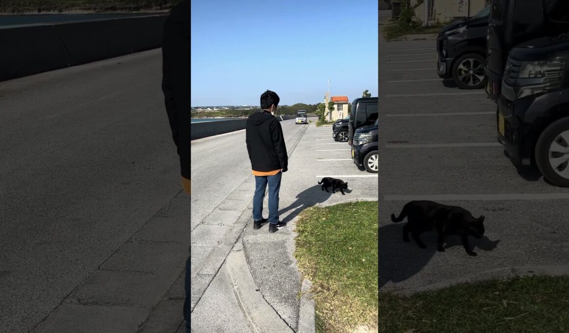 猫とウクレレと沖縄の海