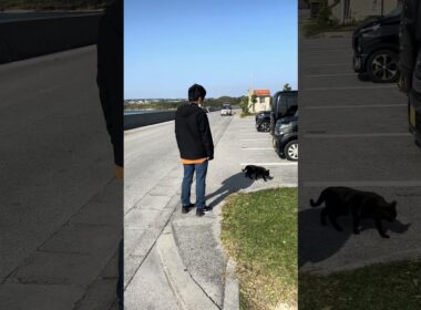 猫とウクレレと沖縄の海