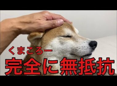 【柴犬飼い主55歳】ただ撫でているだけ…なのに、こんなに幸せな動画あります？