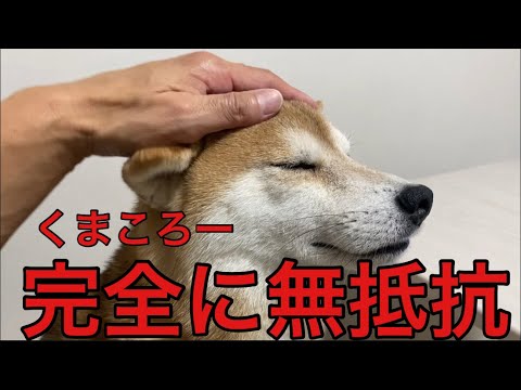 【柴犬飼い主55歳】ただ撫でているだけ…なのに、こんなに幸せな動画あります？