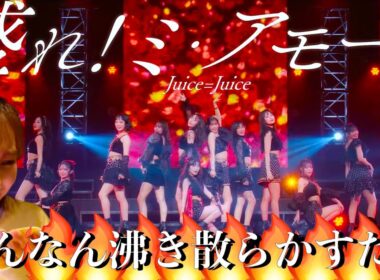 【Juice=Juice】盛れ！ミ・アモーレ武道館公演【リアクション】大興奮のハロヲタ！ハロプロ最強集団Juice=Juice勢いが止まらない！伝説の2回目盛れミアモーレreaction！ジュース最高