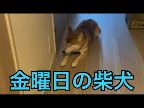 【柴犬飼い主55歳】金曜日の柴犬くまころーの朝が愛おしい。