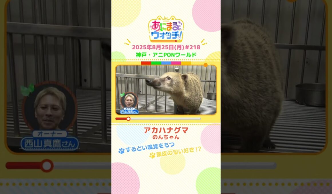 するどい嗅覚をもつ！「アカハナグマ」 神戸「アニPONワールド」　#shorts #読売テレビニュース #すまたん #あにまるウォッチ #動物