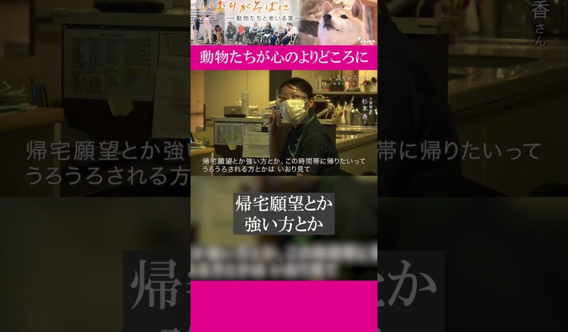 特別養護老人ホーム「加賀屋の森」では高齢者たちが、犬や猫と一緒に暮らしています。動物たちが心のよりどころに…｜#いおりがそばに#ドキュメンタリー #ザ・ドキュメント#shorts