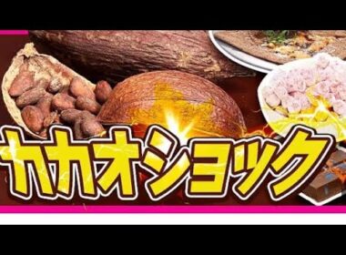 1️⃣ 🌱✨アナウンサーからチョコブランド代表へ──平井理央の“甘い革命”物語🍫🌍
