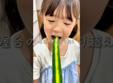 作業時間たったの5分🥒きゅうりの一本漬け