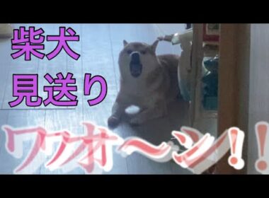【柴犬飼い主55歳】6歳になった柴犬の朝の見送り風景。