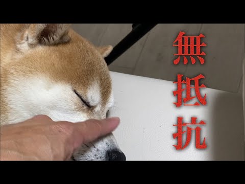 【柴犬飼い主55歳】普段、中々触らせない犬が無抵抗になる。