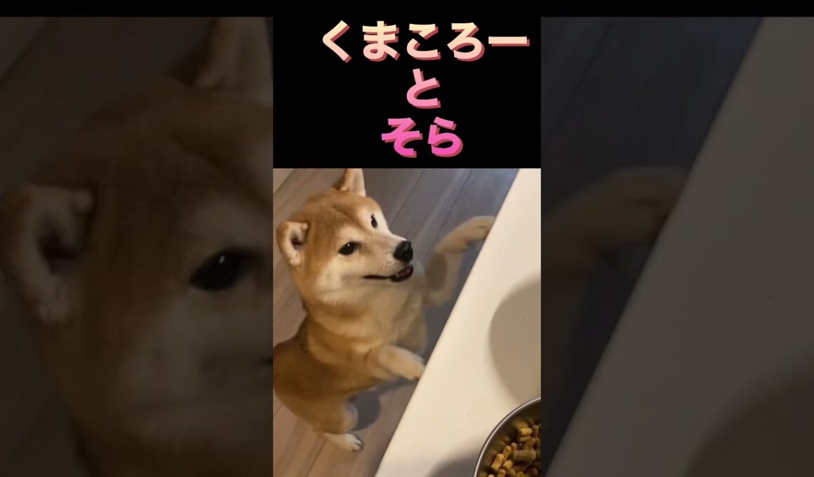 柴犬　#くまころー　#ポイポイポー君三世　#犬好きと繋がりたい