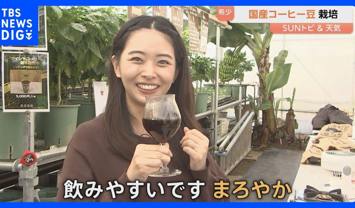 関東初のコーヒー農園「ヤチフォルニア農園公国」で豆の摘み取り・焙煎・ドリップを体験　千葉・八千代市｜TBS NEWS DIG