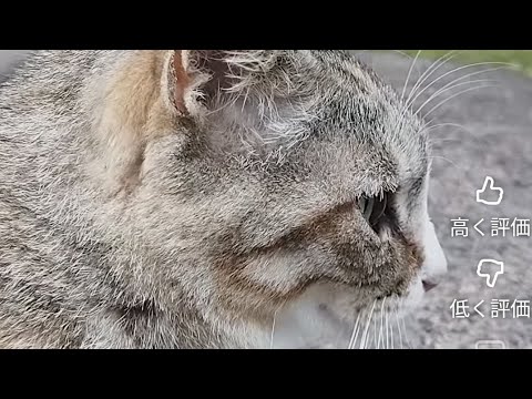 【#渋川駅🚋】#桜井里咲🌸#桜の里公園🌸🐈‍⬛💯買え⚠️#アンチャーテッド海賊王と最後の秘宝💯】＃山田莉愛🐼💯#七海夢彩🌊#Jumpingkiss🌈#秋月柑七🍊#雪本恋百💯#高橋ことね✨#NMB48