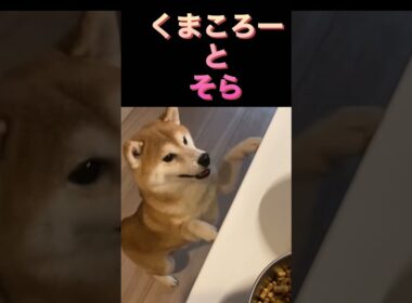 柴犬　#くまころー　#ポイポイポー君三世　#犬好きと繋がりたい