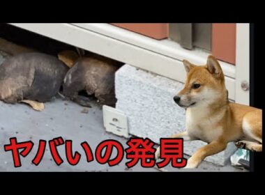 【柴犬飼い主55歳】得体の知れない奴。