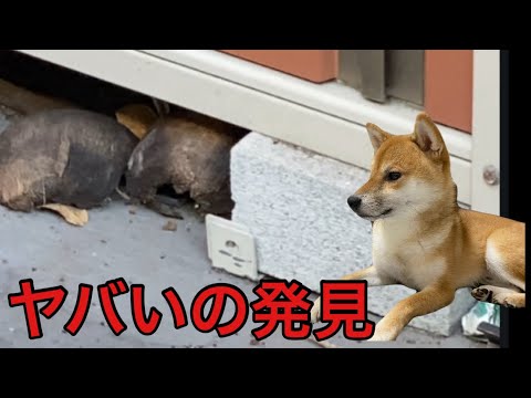 【柴犬飼い主55歳】得体の知れない奴。
