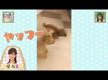 堤さんちのワンちゃんたちの巻(CV:堤アナご本人(あらま♪))