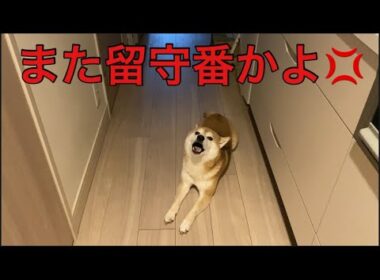 【柴犬飼い主55歳】柴犬また留守番？