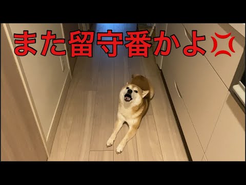 【柴犬飼い主55歳】柴犬また留守番？