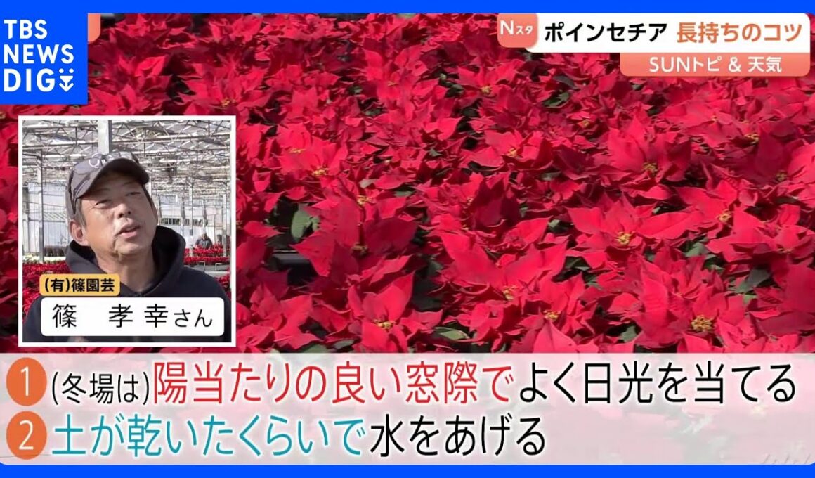 クリスマスの花・ポインセチア　長持ちのコツは【SUNトピ】｜TBS NEWS DIG