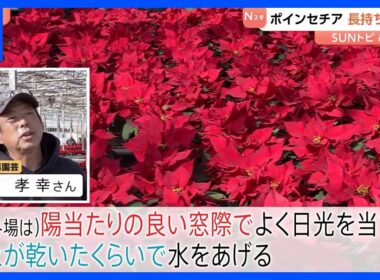 クリスマスの花・ポインセチア　長持ちのコツは【SUNトピ】｜TBS NEWS DIG