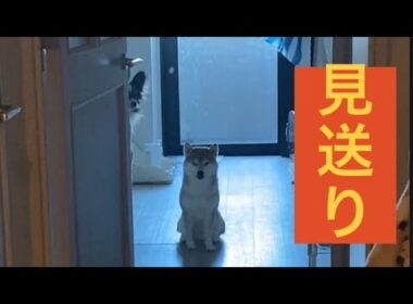 【柴犬飼い主55歳】飼い主を見送る犬達