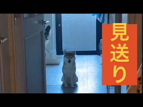 【柴犬飼い主55歳】飼い主を見送る犬達