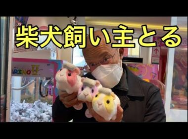 【柴犬飼い主55歳】クレーンゲームにハマるドカタ！
