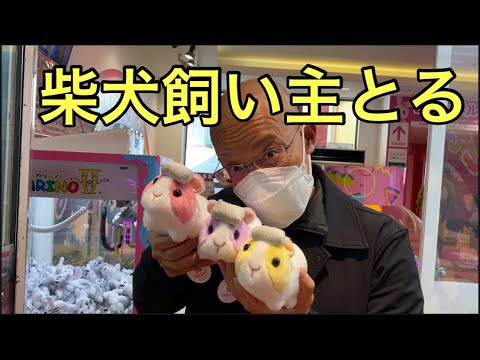 【柴犬飼い主55歳】クレーンゲームにハマるドカタ！