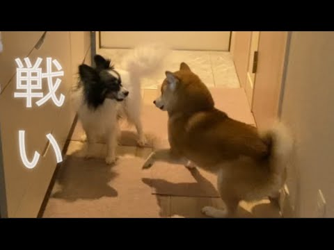 【柴犬飼い主55歳】豆しばがパピヨンにケンカうる！