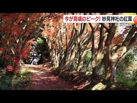 紅葉ピークはまだ間に合う！“もみじのトンネル”と「自分で演出できる」ライトアップ (25/12/18 18:40)