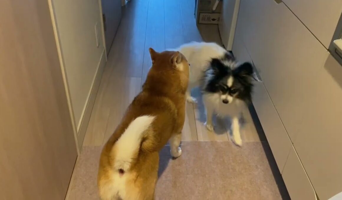 【柴犬飼い主55歳】玄関まで飼い主を見送りに来なかった犬が今朝はきた！