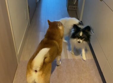 【柴犬飼い主55歳】玄関まで飼い主を見送りに来なかった犬が今朝はきた！