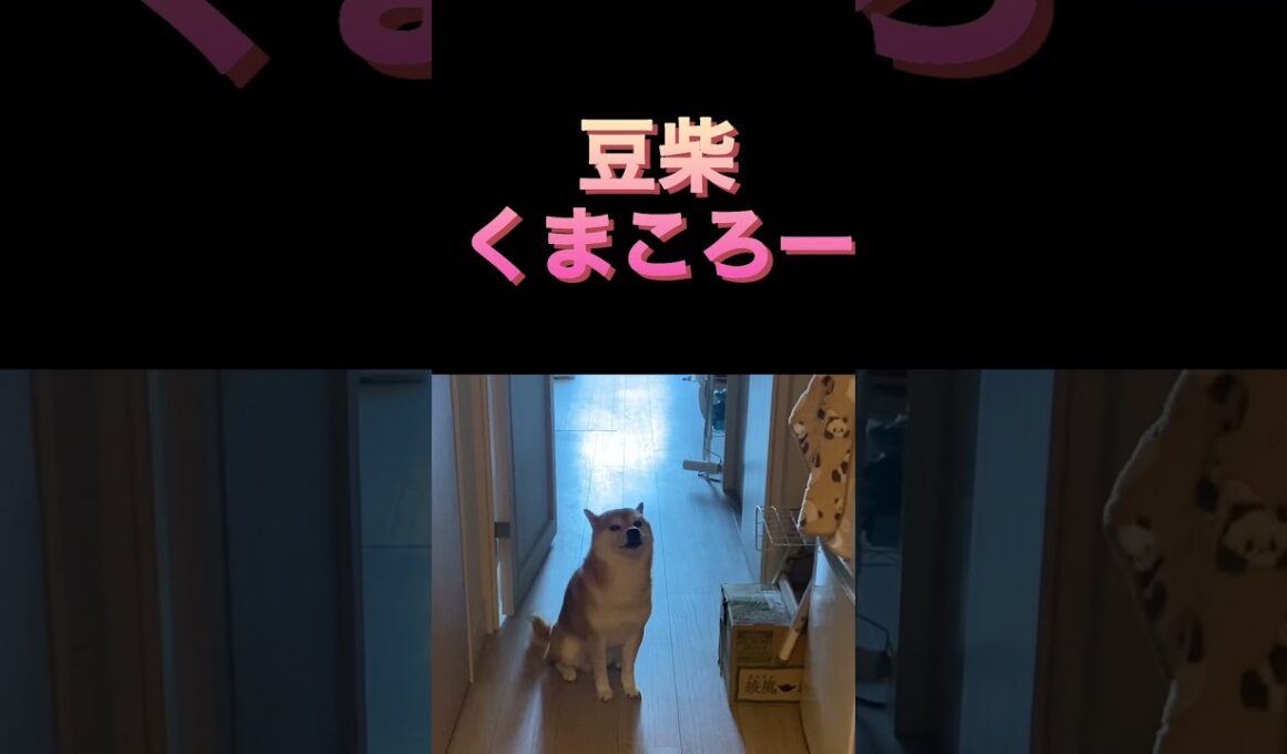 仲間の証の遠吠え　　柴犬　#くまころー　#ポイポイポー君三世　#犬好きと繋がりたい