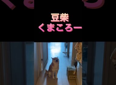 仲間の証の遠吠え　　柴犬　#くまころー　#ポイポイポー君三世　#犬好きと繋がりたい