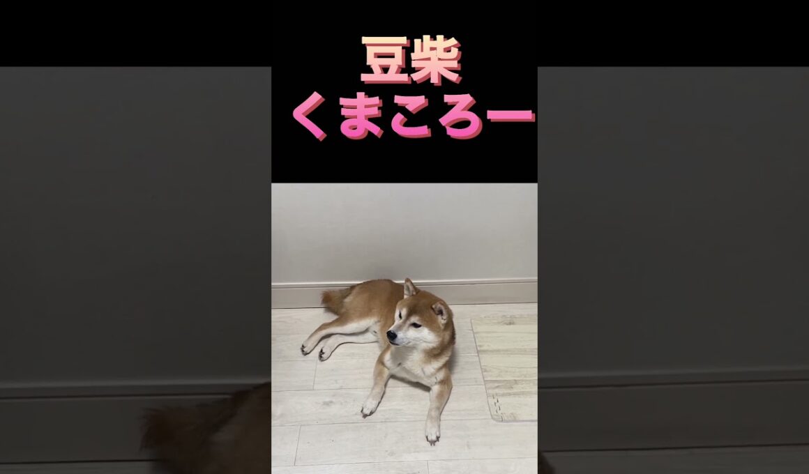 柴犬　#くまころー　#ポイポイポー君三世　#犬好きと繋がりたい