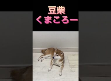 柴犬　#くまころー　#ポイポイポー君三世　#犬好きと繋がりたい