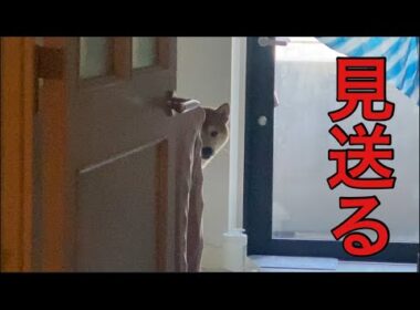 【柴犬飼い主55歳】6年経ってやっと飼い主見送りできるようになりました。