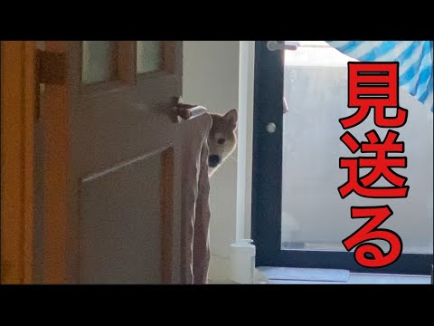 【柴犬飼い主55歳】6年経ってやっと飼い主見送りできるようになりました。