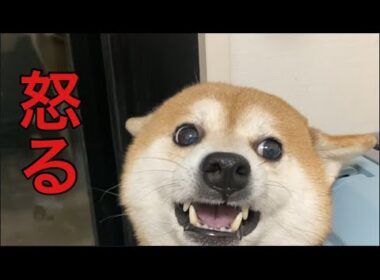 【柴犬飼い主55歳】柴犬のしつけ　こんなはずじゃなかったのに！