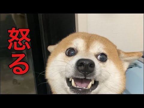 【柴犬飼い主55歳】柴犬のしつけ　こんなはずじゃなかったのに！
