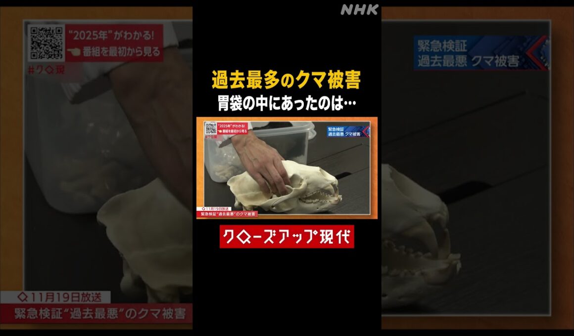 過去最多のクマ被害 駆除したクマの胃の中には【クロ現】| NHK | #shorts