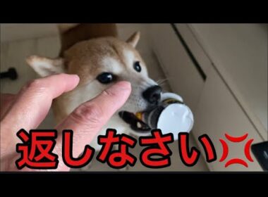 【柴犬飼い主55歳】返しなさい！飼い主の言う事をきかない犬。