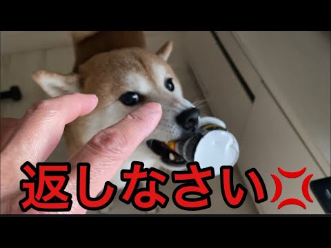 【柴犬飼い主55歳】返しなさい！飼い主の言う事をきかない犬。