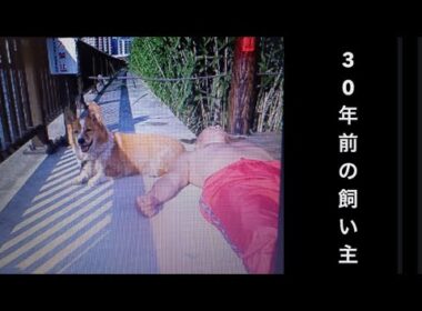 【柴犬飼い主55歳】あれから30年が経ちました。