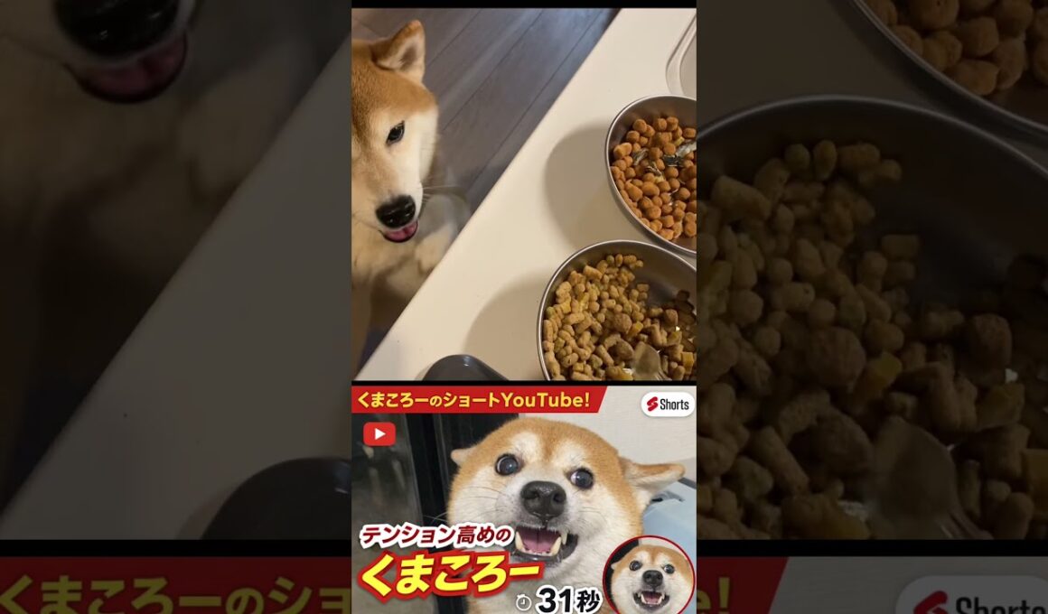 早くメシだせ！　柴犬　#くまころー　#ポイポイポー君三世　#犬好きと繋がりたい