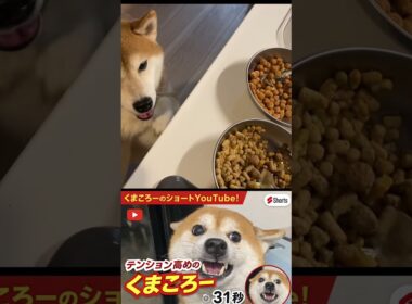 早くメシだせ！　柴犬　#くまころー　#ポイポイポー君三世　#犬好きと繋がりたい
