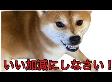【柴犬飼い主55歳】この柴犬もう手がつけられません。