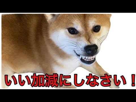 【柴犬飼い主55歳】この柴犬もう手がつけられません。