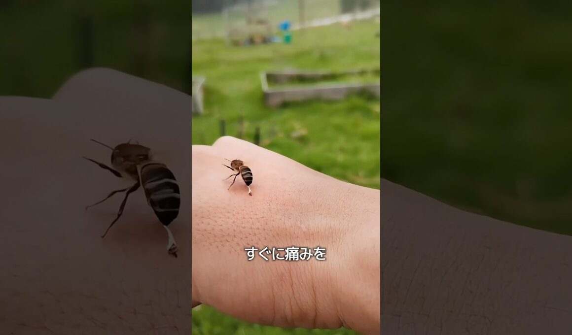 ハチ刺されの対処法