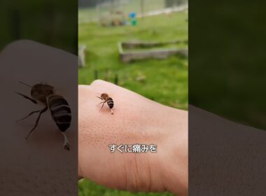 ハチ刺されの対処法